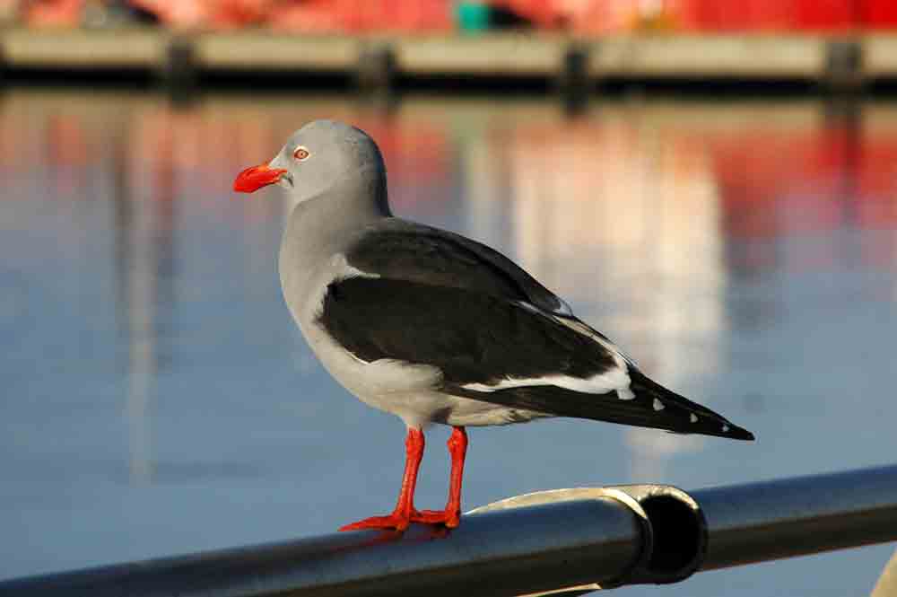 Gaviota - Ushuaia - Argentina 1.jpg
